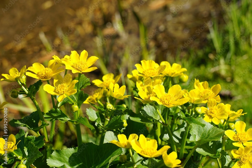 Vibrant and lush scene featuring an array of small Marsh Marigold flowers Vibrant and lush scene featuring an array of small Marsh Marigold flowers