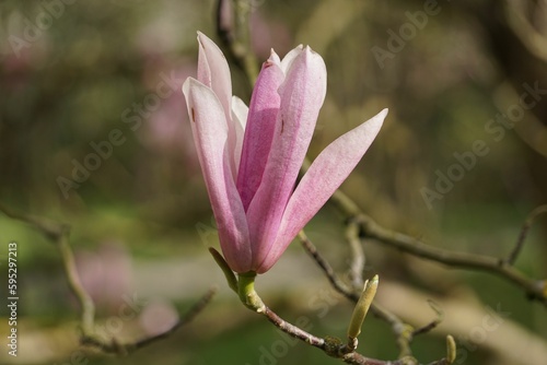 A single pink Magnolia Flower blossom is growing on a delicate  green branch