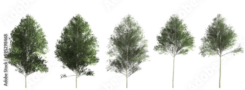 Cut out wild trees shapes. Set of trees in transparent backgrounds png