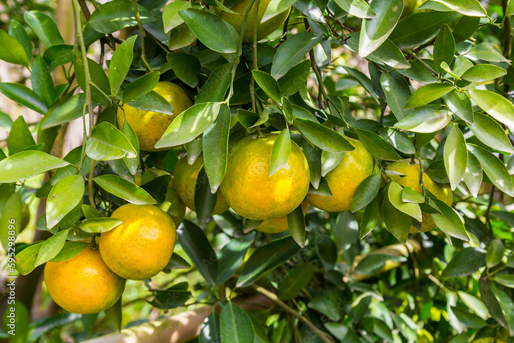 The Oranges growing on tree, North, Thailand.