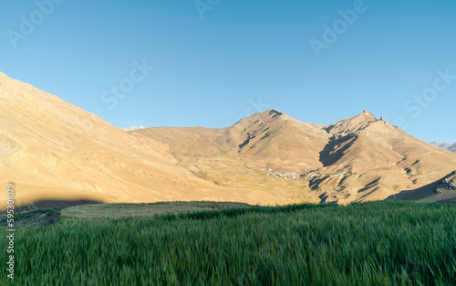 Spiti valley with view of wheat field and Himalayas under bright blue sky near Kaza, India.