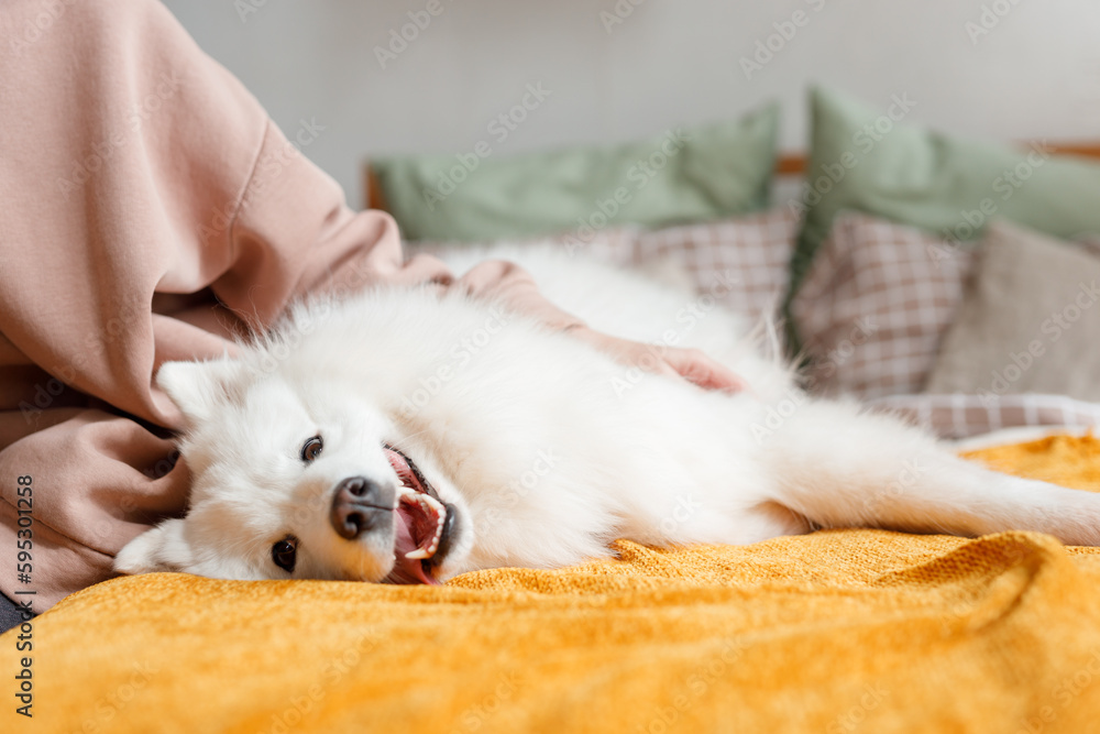 Beautiful Samoyed dog cuddles and rests with a man in a bright room. Beloved pet in the natural atmosphere of home. Beautiful Samoyed dog cuddles and rests with a man in a bright room. Beloved pet in the natural atmosphere of home.