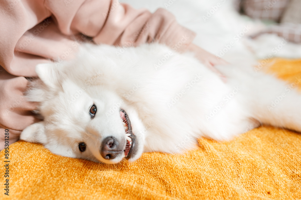 Beautiful Samoyed dog cuddles and rests with a man in a bright room. Beloved pet in the natural atmosphere of home. Beautiful Samoyed dog cuddles and rests with a man in a bright room. Beloved pet in the natural atmosphere of home.