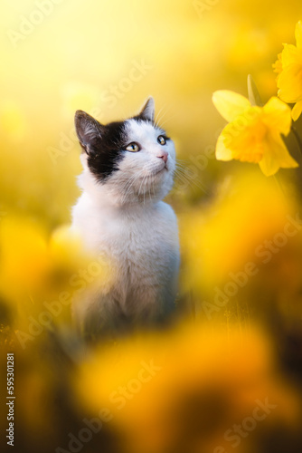 Adorable cat portrait in narcissists fields