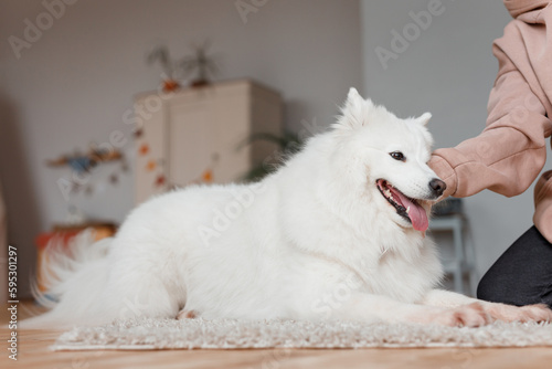 Beautiful Samoyed dog is resting in a bright room. Beloved pet in the natural atmosphere of home.