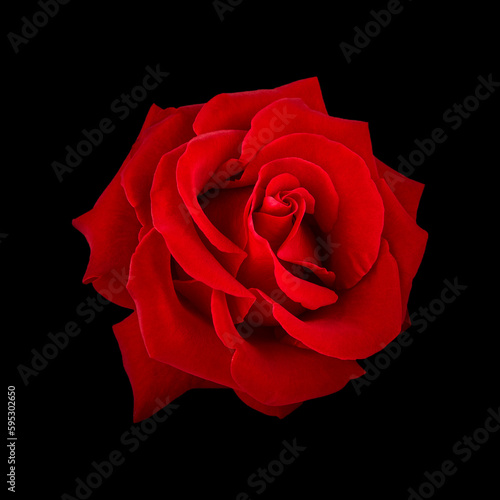 Fototapeta Naklejka Na Ścianę i Meble -  beautiful red rose flower isolated on black background. for design invitations