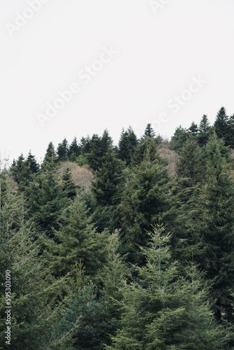 Green fir trees, nature landscape with white cloudy sky. 