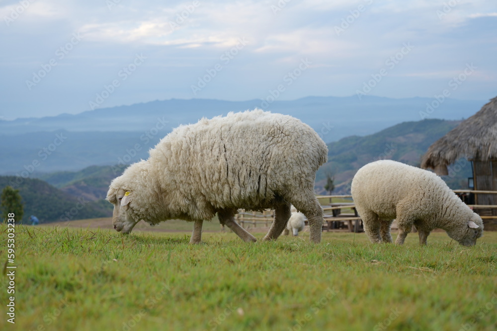 Fat fluffy sheep are foraging in meadow a bright blue sky in the background. Sheep coridel species eating green grass in the farm. It is four-legged animal that chews the cud and feeds on mammals.
Fat fluffy sheep are foraging in meadow a bright blue sky in the background. Sheep coridel species eating green grass in the farm. It is four-legged animal that chews the cud and feeds on mammals.