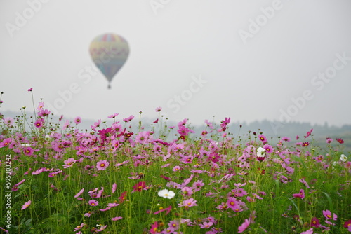 A hot air balloon floating above a field of colorful cosmos flowers and birds flying over a foggy morning at Singha Park  Chiang Rai  Thailand. A field of bright pink flowers with hot air balloons  