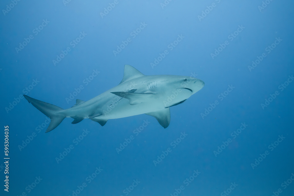 Fototapeta premium Bull shark