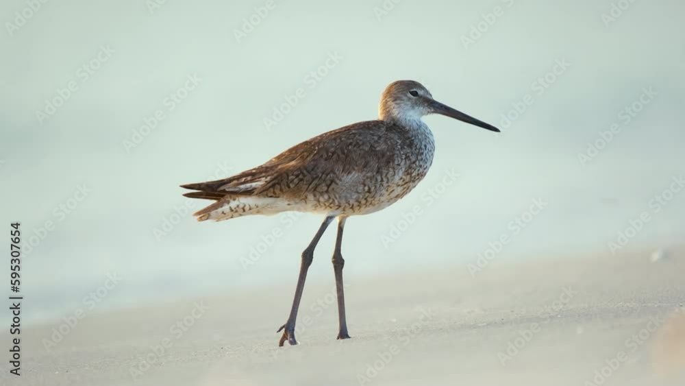 Large-Billed Dowitcher wild sea bird looking for food on seaside in summer Large-Billed Dowitcher wild sea bird looking for food on seaside in summer