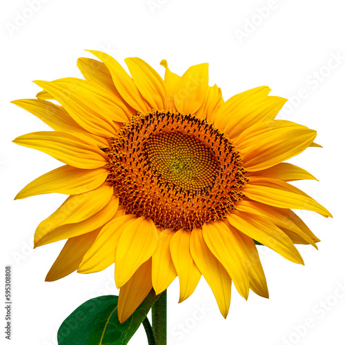 Photo of sunflower flower in sunlight, isolated on transparent background