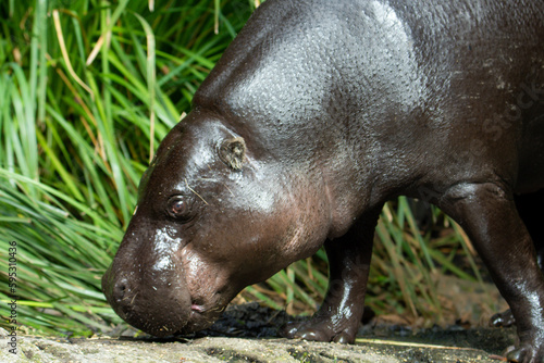 Animal wildlife in nature 