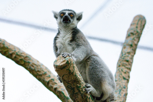 Animal wildlife in nature 