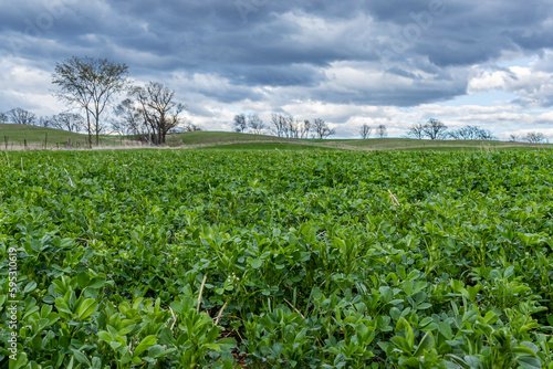 A view of an alfalfa hay field from ground level with a hill and storm clouds in the background.