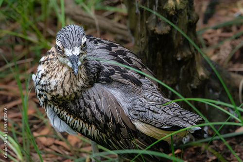 Animal wildlife in nature 