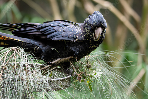 Animal wildlife in nature 