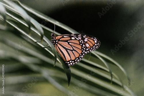 Animal wildlife in nature 