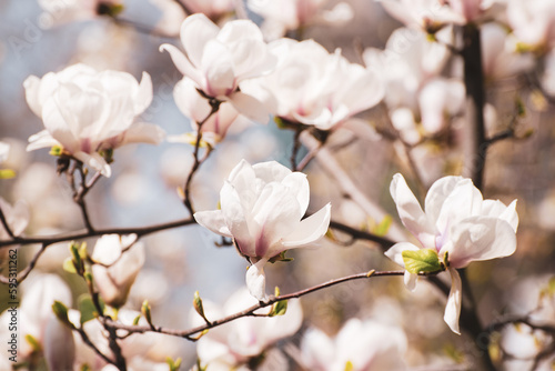 Magnolia spring flowers