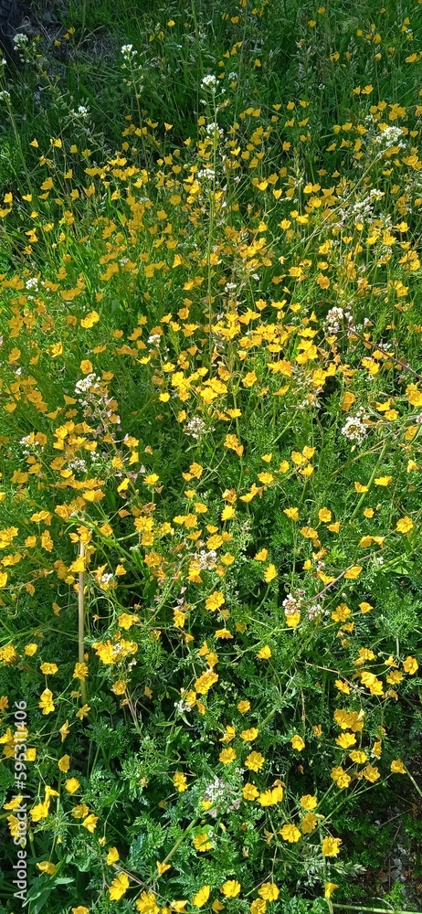 background of yellow wildflowers blooming in spring