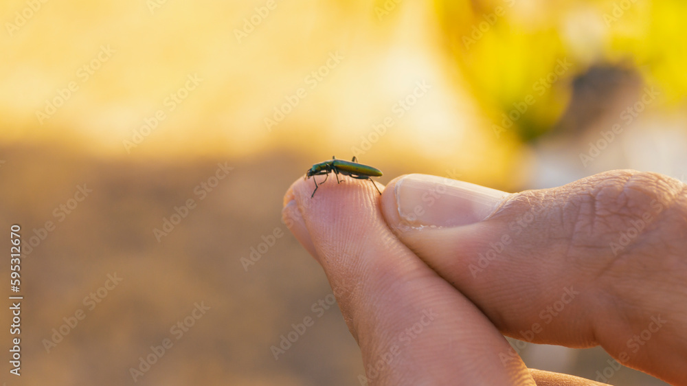 Obraz premium inseto no dedo