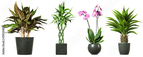 Plants indoor decorative interior design cutout backgrounds 3d illustration png