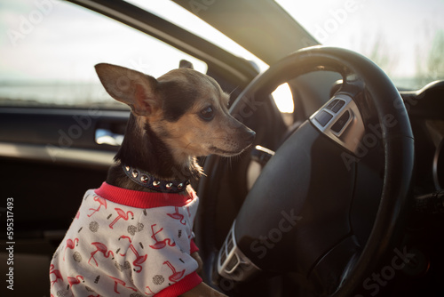 funny dog driving a car, pet travel, summer road trip, holidays and dog tourism