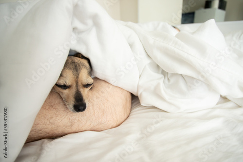 pet sleep, small dog under the blanket lies on the leg of a man photo