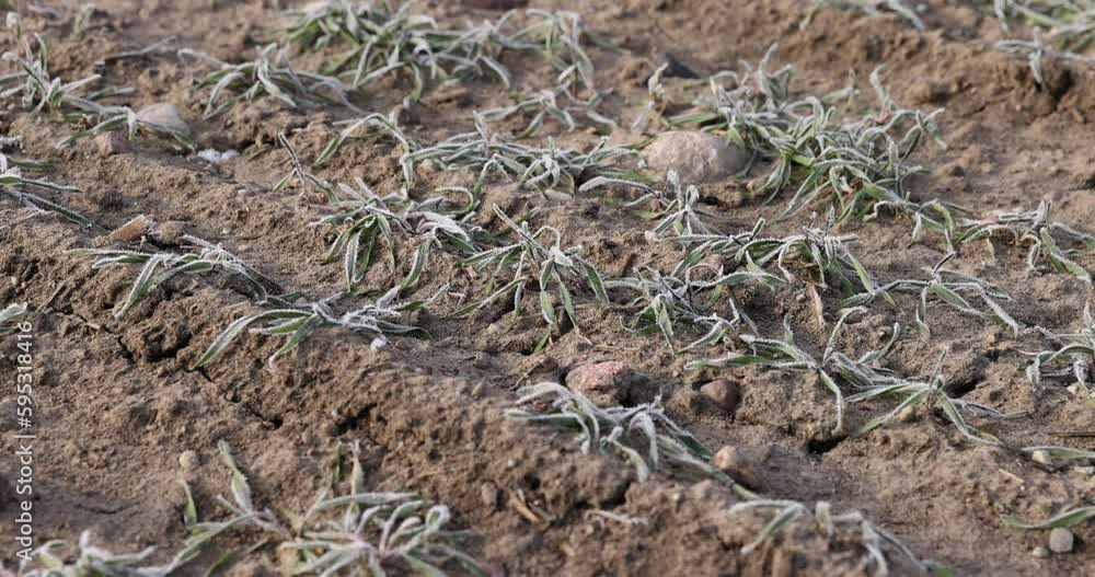 green wheat covered with snow and frost in winter, winter wheat during winter frosts , winter without snow green wheat covered with snow and frost in winter, winter wheat during winter frosts , winter without snow