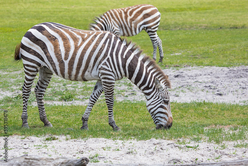 Grant s zebra on the grass field in nature