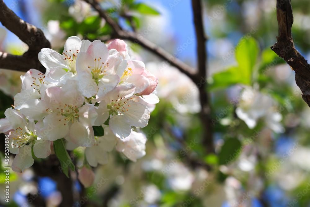 Fototapeta premium Blooming apple tree in the spring garden. Natural texture of flowering. Close up of white flowers on a tree. Against the blue sky