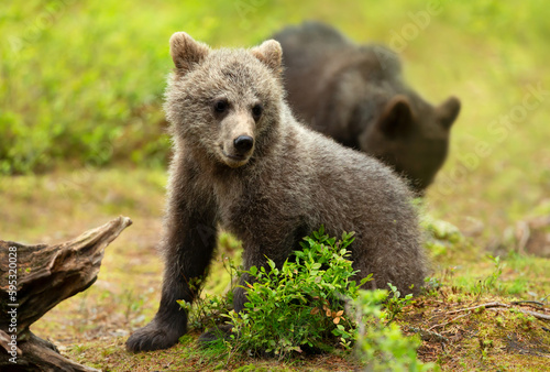 Close up of a cute Eurasian Brown bear cub in a forest