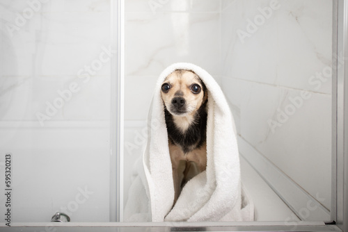 cute funny dog in the shower, washing paws for pets, toy terrier in the bathroom © yta