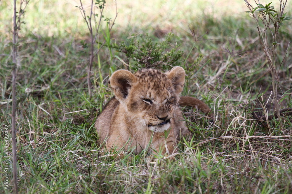 Obraz premium Baby lion cub looking into camera, wrinkling his nose