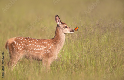 Cute Red deer calf with a butterfly on a nose