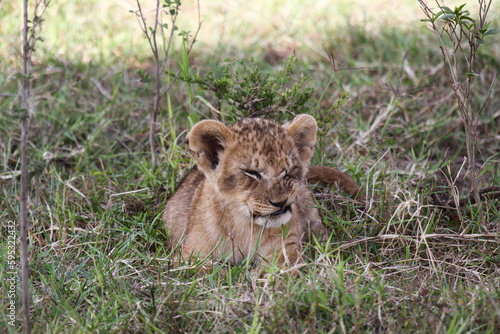 Fototapeta Naklejka Na Ścianę i Meble -  Baby lion cub looking into camera, wrinkling his nose