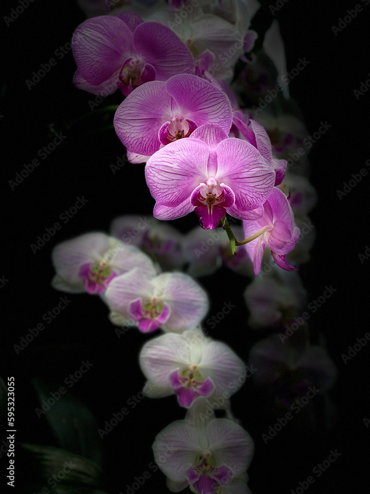 Fototapeta premium Orchid in full Bloom: Moth Orchid, Phalaenopsis at indoor garden black background