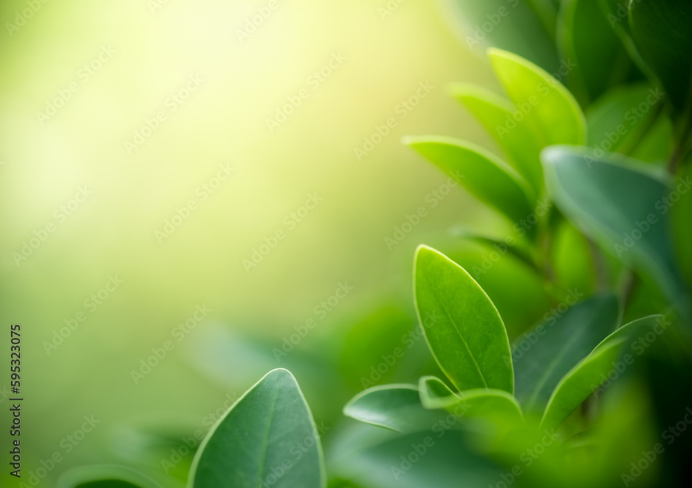 Beautiful nature view of green leaf on blurred greenery background in garden and sunlight with copy space using as background natural green plants landscape, ecology, fresh wallpaper concept. Beautiful nature view of green leaf on blurred greenery background in garden and sunlight with copy space using as background natural green plants landscape, ecology, fresh wallpaper concept.