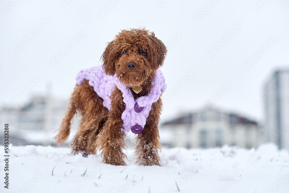 Toy poodle dog in knitted winter clothes. A red-brown toy poodle puppy on a winter walk in a snowy park. Toy poodle dog in knitted winter clothes. A red-brown toy poodle puppy on a winter walk in a snowy park.