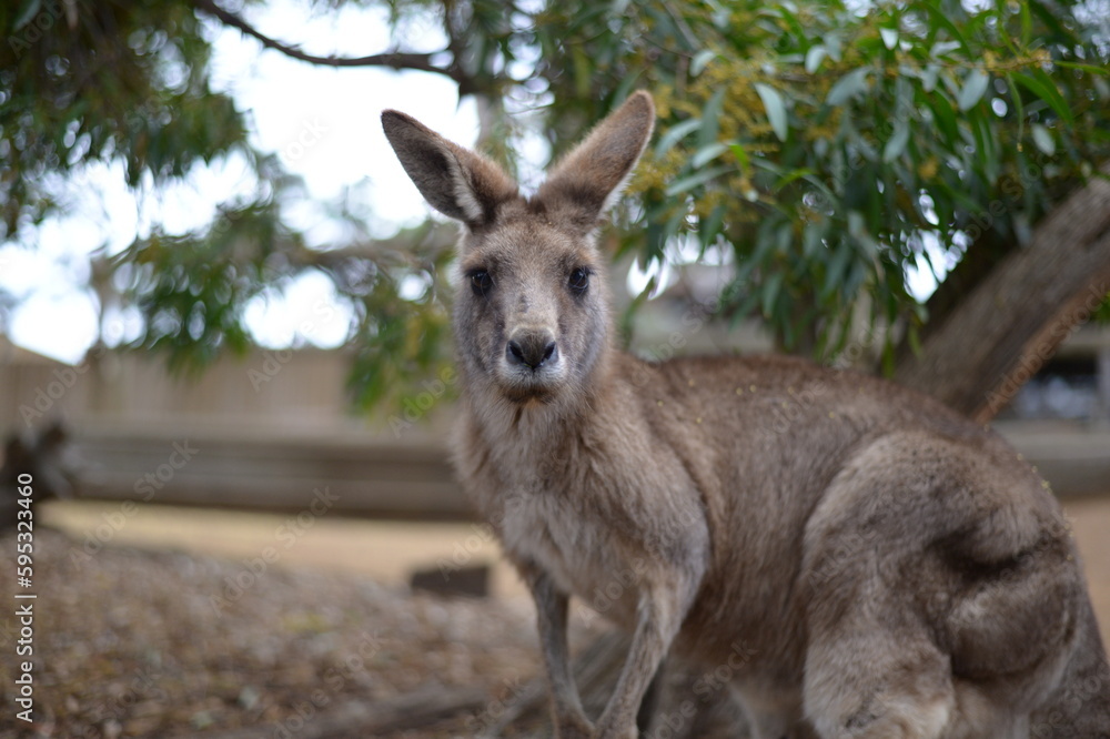 The beauty of kangaroo
