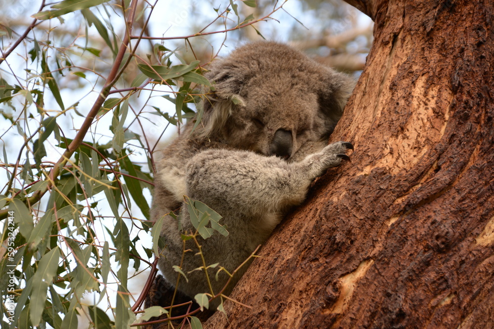 Fototapeta premium A sleeping koala on the tree