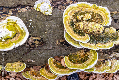 Φωτογραφία Top perspective of Bracket fungus or Polypore fungus on fallen old tree trunk on