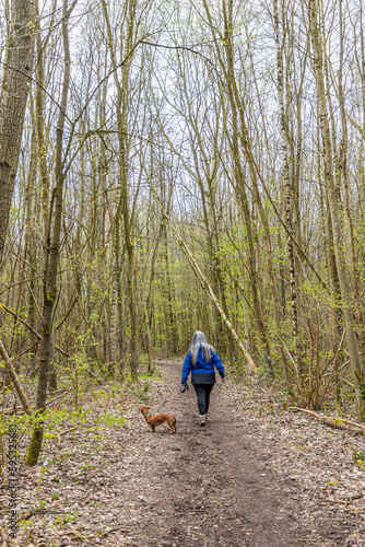 Hiking trail with woman walking with her brown dachshund among bare trees, back to camera, long gray hair and blue jacket, cloudy day in Strijthagerbeekda nature reserve, South Limburg, Netherlands