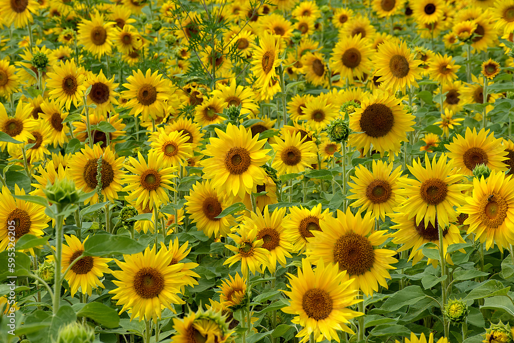 Summer yellow sunflowers in a country field in Michigan Summer yellow sunflowers in a country field in Michigan