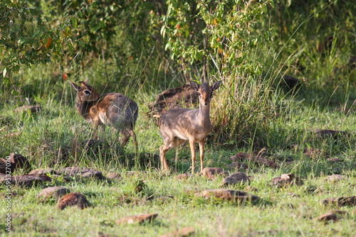 Two dik-dik antelopes standing in the shadow of a bush