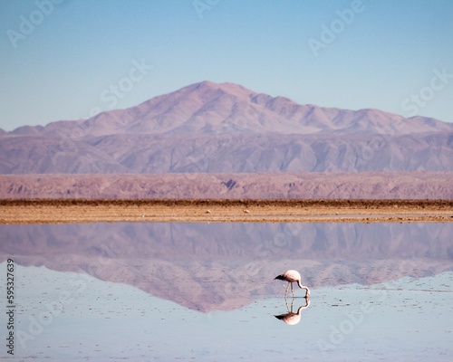 Flamingo refletido na agua com montanhas ao fundo no deserto do atacama  photo