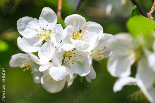 Blooming apple tree in the spring garden. Natural texture of flowering. Close up of white flowers on a tree. Against the blue sky