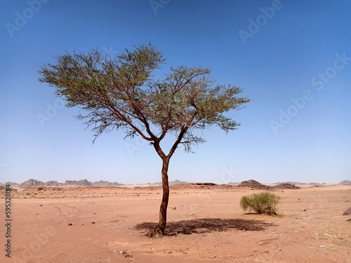 tree in the desert © areeb