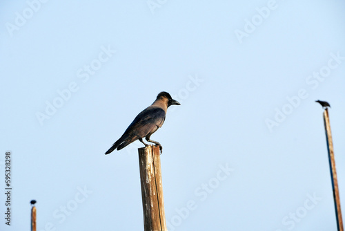 Crow standing at wooden pole in blue sky background.