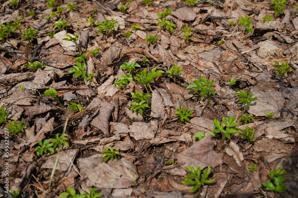 Small green plants growing in the spring forest among the dry brown last year leaves. Early spring in the forest. Natural background. Medium shot. Small green plants growing in the spring forest among the dry brown last year leaves. Early spring in the forest. Natural background. Medium shot.